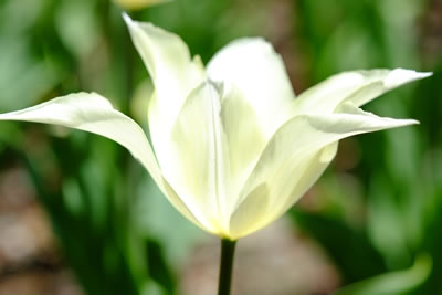 撮影レビュー：XF60mmF2.4 R Macro［ロケ地：くじゅう花公園］