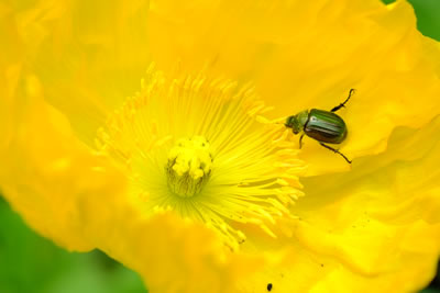 撮影レビュー：XF60mmF2.4 R Macro［ロケ地：くじゅう花公園］