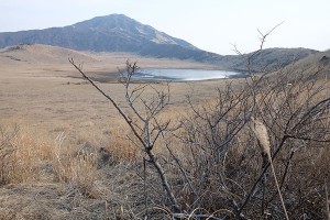 低木化して荒れる草千里