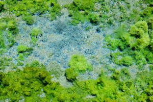 水藻の間から湧く天然水［白川水源・南阿蘇村］