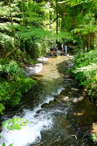 公園を流れる湧水［白川水源・南阿蘇村］