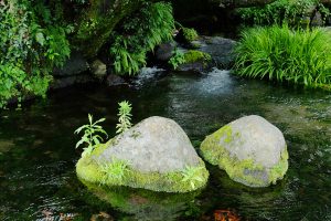 豊作凶作を占う兜石［池の川水源・南阿蘇村］