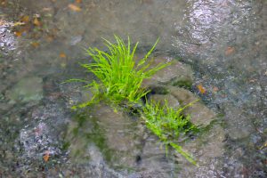 数々の逸話をのこす湧水［明神池名水公園・南阿蘇村］