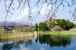 広い沼沢湖だった［明神池名水公園・南阿蘇村］