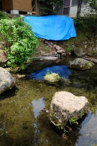 西側湧水口［妙見神社の池・南阿蘇村］