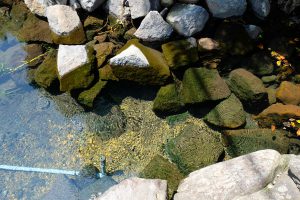 地震で崩れても守られた水源［寺坂水源・南阿蘇村］