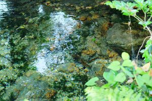 湧きでる天然水のゆらぎ［池の川水源・南阿蘇村］