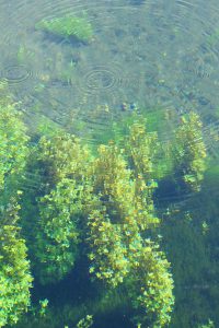 天然水と空気が常に沸き出している［小池水源・南阿蘇村］