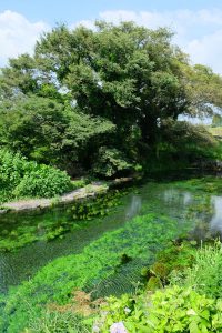 水遊び釣り子供たちの遊び場［小池水源・南阿蘇村］