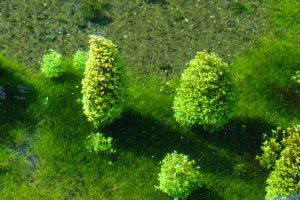 水の存在を忘れる高い透明度［小池水源・南阿蘇村］