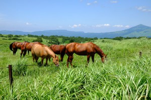 外輪山原野に放牧された馬［ミルクロード］