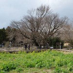 地震後：2017年3月26日［一心行の大桜・南阿蘇村］