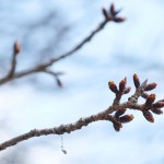 地震後：2017年3月26日［一心行の大桜・南阿蘇村］