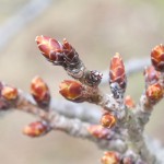 地震後：2017年3月26日［一心行の大桜・南阿蘇村］