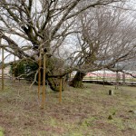 地震後：2017年3月26日［一心行の大桜・南阿蘇村］