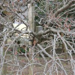 地震後：2017年3月26日［一心行の大桜・南阿蘇村］