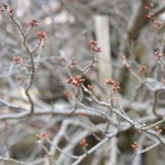 地震後：2017年3月26日［一心行の大桜・南阿蘇村］