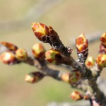 地震後：2017年4月3日［一心行の大桜・南阿蘇村］