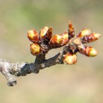 地震後：2017年4月3日［一心行の大桜・南阿蘇村］