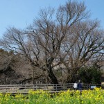 地震後：2017年4月3日［一心行の大桜・南阿蘇村］