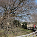 地震後：2017年4月3日［一心行の大桜・南阿蘇村］