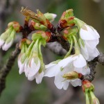 撮影：2017年4月9日［一心行の大桜・南阿蘇村］