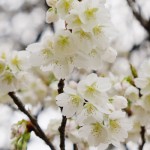 撮影：2017年4月9日［一心行の大桜・南阿蘇村］