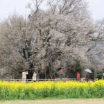 撮影：2017年4月9日［一心行の大桜・南阿蘇村］