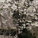 撮影：2017年4月9日［一心行の大桜・南阿蘇村］