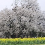 撮影：2017年4月11日［一心行の大桜・南阿蘇村］