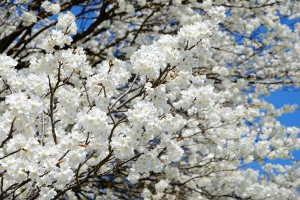 桜の花で埋まる一心行の大桜［南阿蘇村］