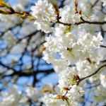 撮影：2017年4月14日［一心行の大桜・南阿蘇村］