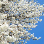 撮影：2017年4月14日［一心行の大桜・南阿蘇村］