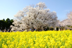 満開宣言・一心行の大桜［南阿蘇村］