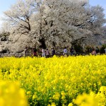 撮影：2017年4月14日［一心行の大桜・南阿蘇村］