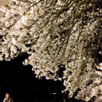 撮影：2017年4月13日《夜桜》［一心行の大桜・南阿蘇村］