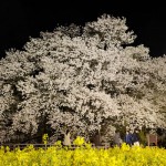 撮影：2017年4月13日《夜桜》［一心行の大桜・南阿蘇村］