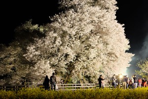 満開ライトアップされた一心行の大桜［南阿蘇村］