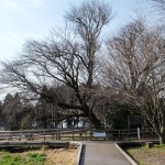 地震後：2017年2月25日［一心行の大桜・南阿蘇村］