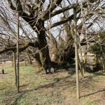 地震後：2017年2月25日［一心行の大桜・南阿蘇村］