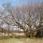 地震後：2017年2月25日［一心行の大桜・南阿蘇村］