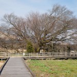 地震後：2017年2月25日［一心行の大桜・南阿蘇村］