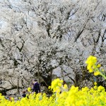 撮影：2017年4月13日［一心行の大桜・南阿蘇村］