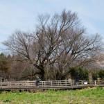 地震後：2017年3月19日［一心行の大桜・南阿蘇村］