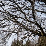 地震後：2017年3月19日［一心行の大桜・南阿蘇村］