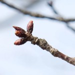 地震後：2017年3月19日［一心行の大桜・南阿蘇村］