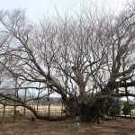 地震後：2017年3月19日［一心行の大桜・南阿蘇村］