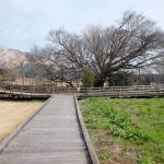 地震後：2017年3月19日［一心行の大桜・南阿蘇村］