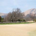 地震後：2017年3月19日［一心行の大桜・南阿蘇村］