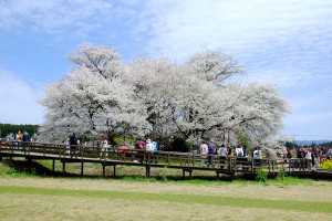 樹齢400年の大桜［一心行の大桜・南阿蘇村］